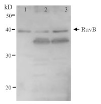 RuvB  in the group Antibodies, Bacterial/Fungal at Agrisera AB (Antibodies for research) (AS21 4544)
